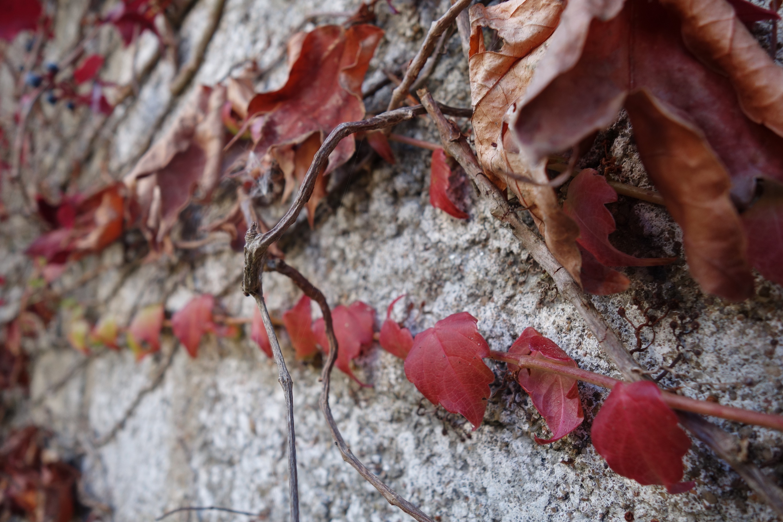 Mur recouvert de feuilles automnales