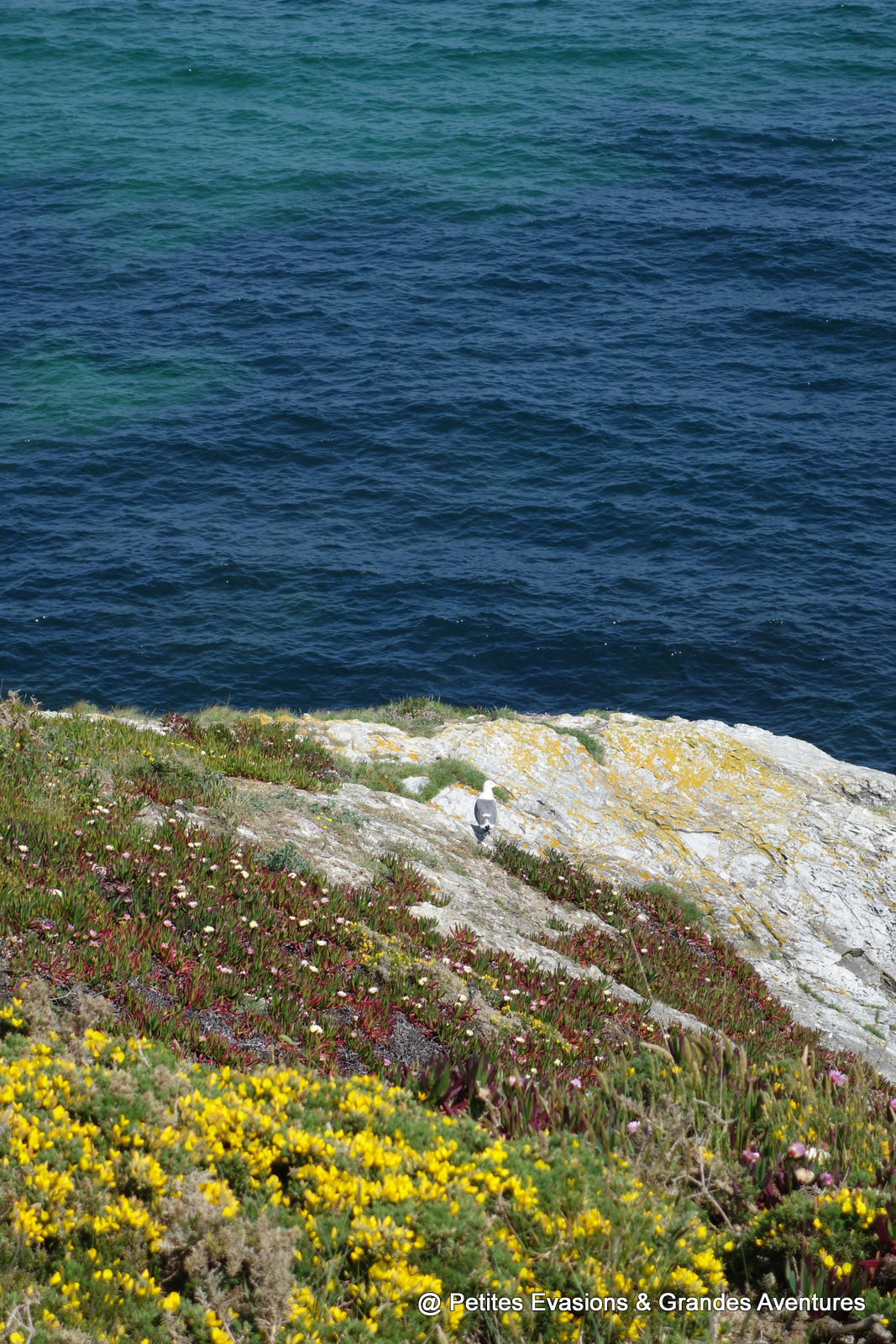 Belle île En Mer Un Archipel Fleuri Aux Senteurs De Noix De