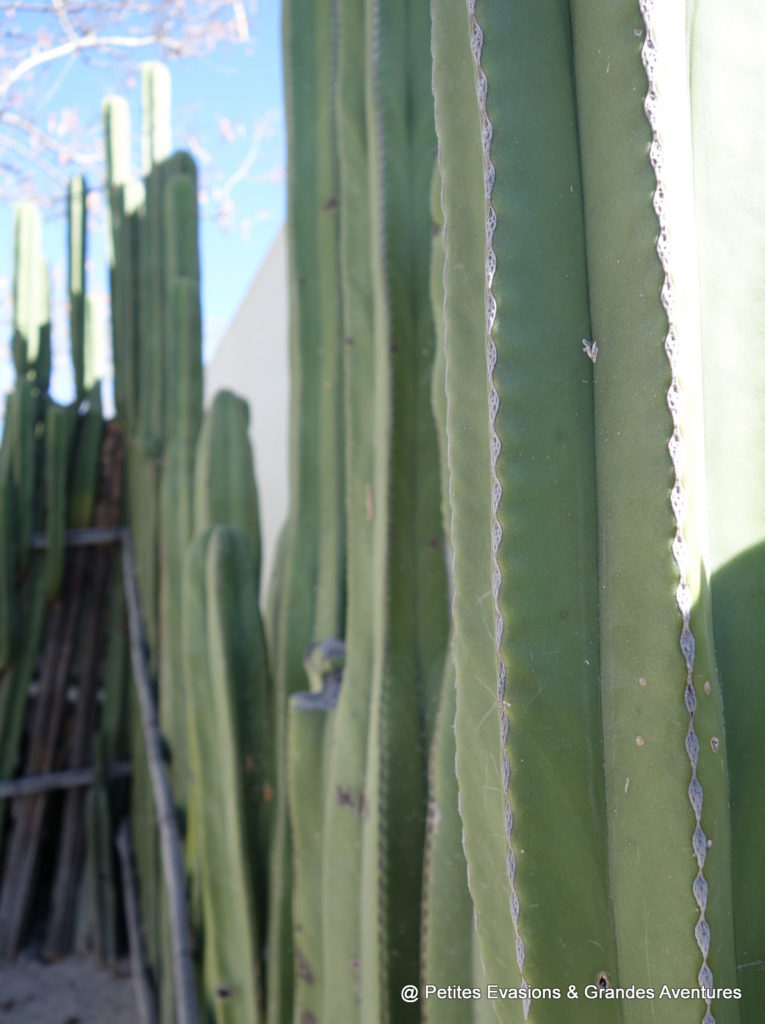 Cactus cierges