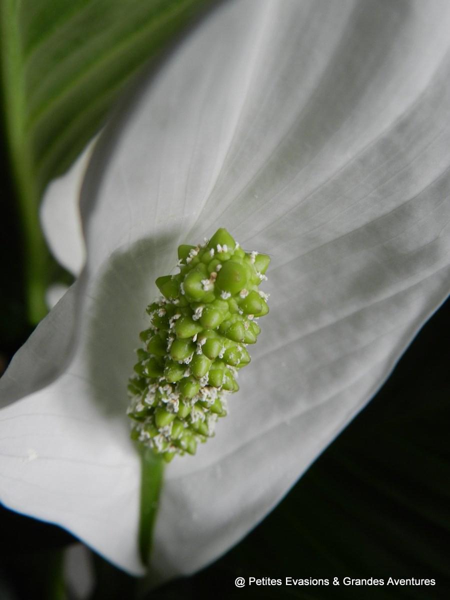 Spathiphyllum
