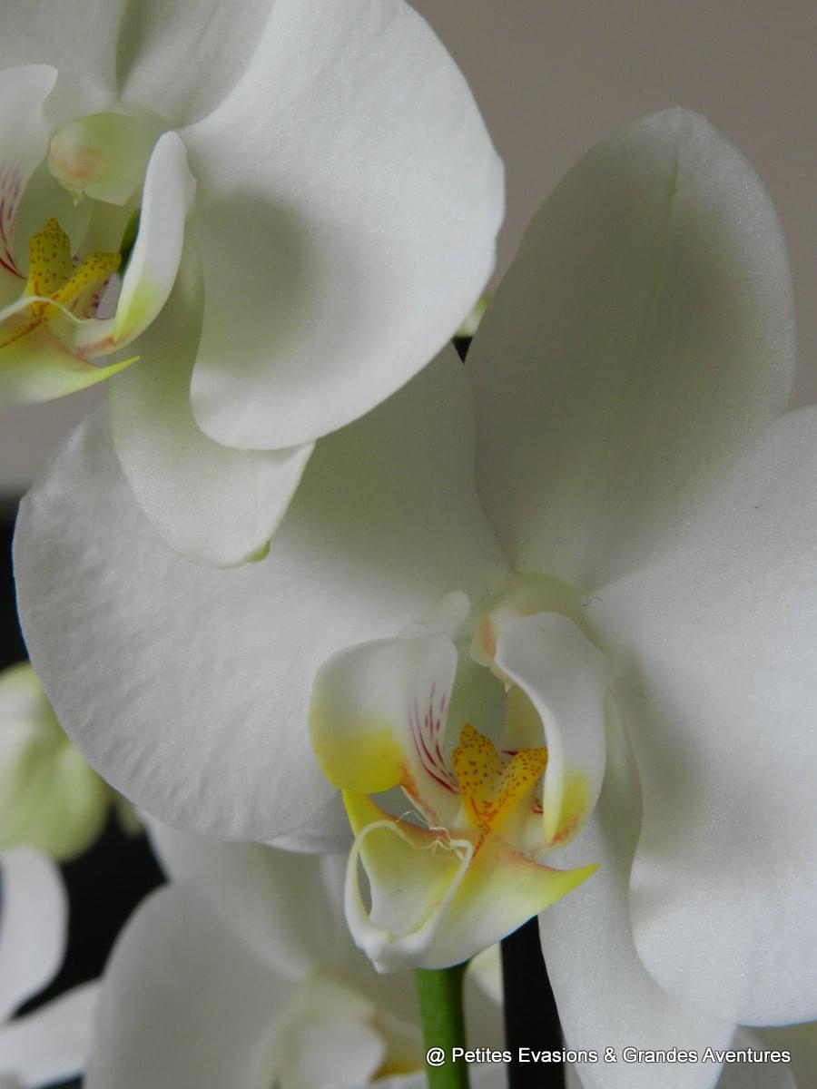 Orchidée