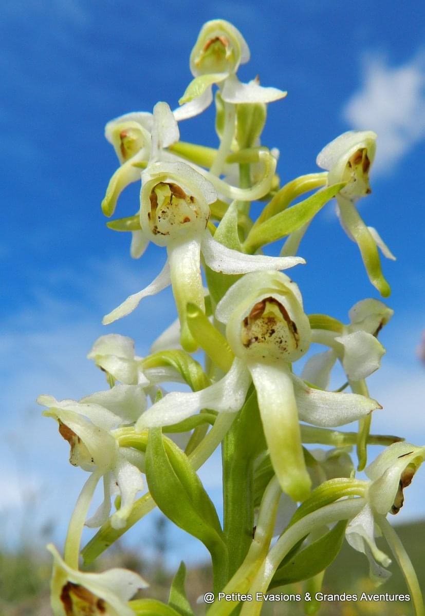 Orchidée sauvage