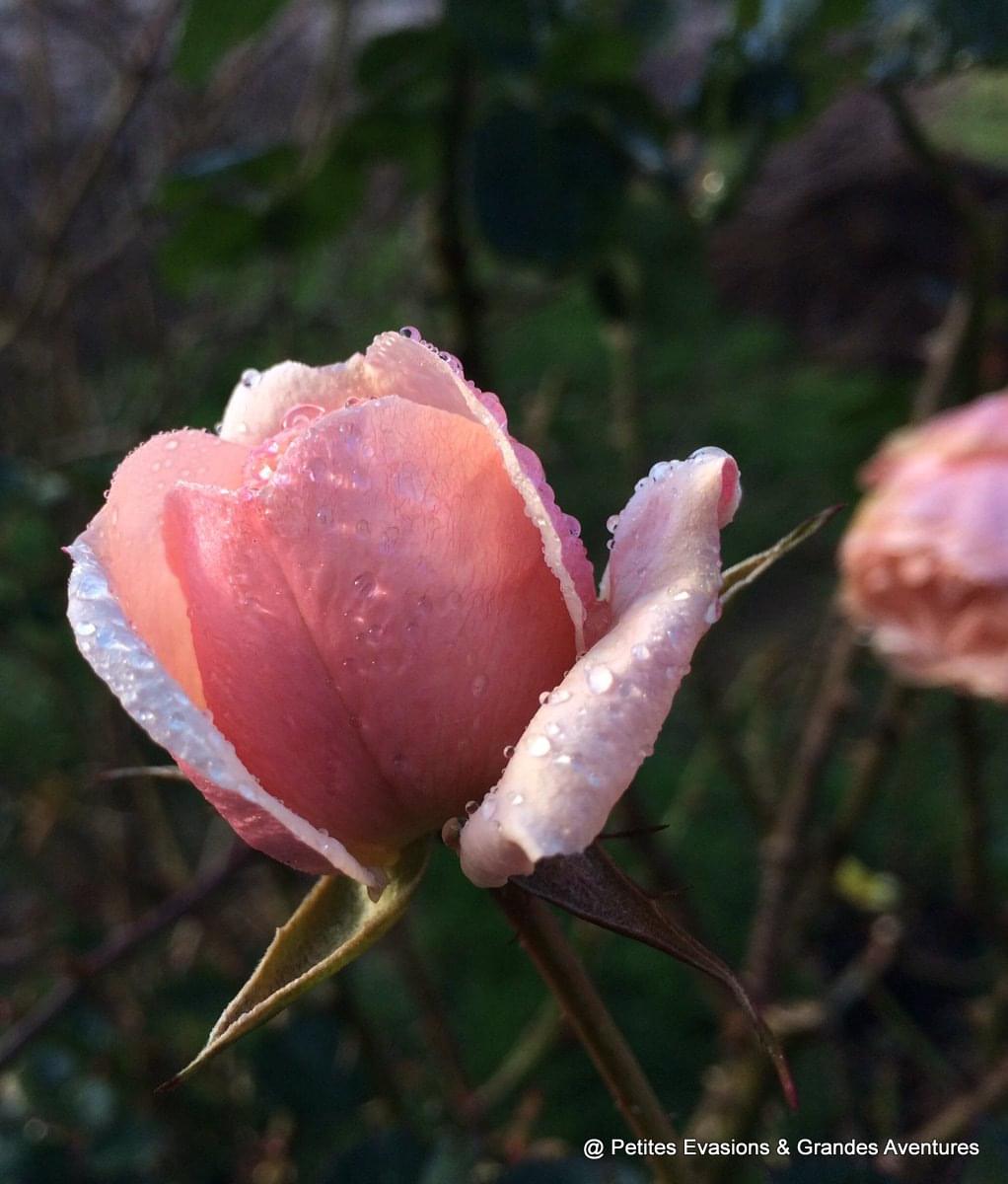 Rose perlée d'eau